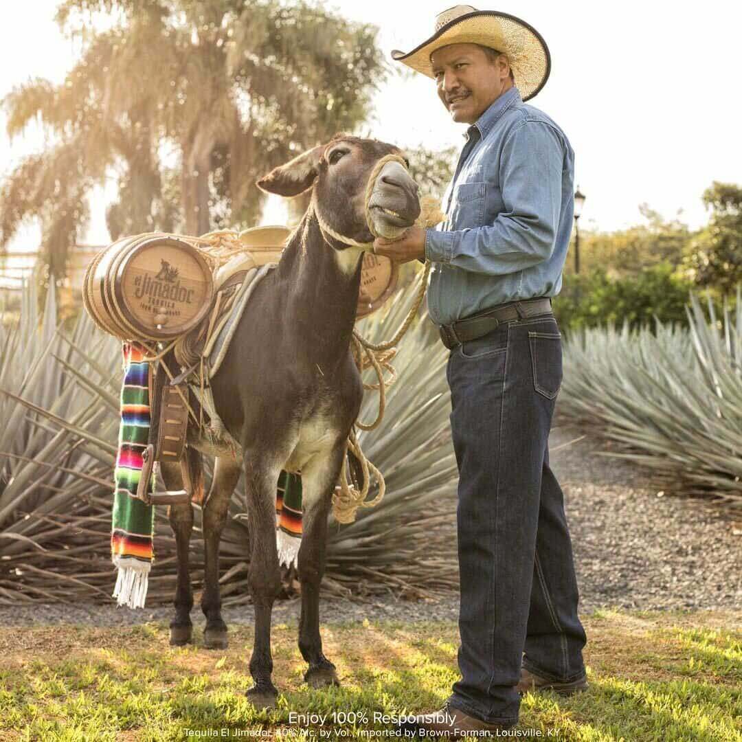 Donkey named Cuco with two tequila barrels on his back is petted by Mexican agave farmer  